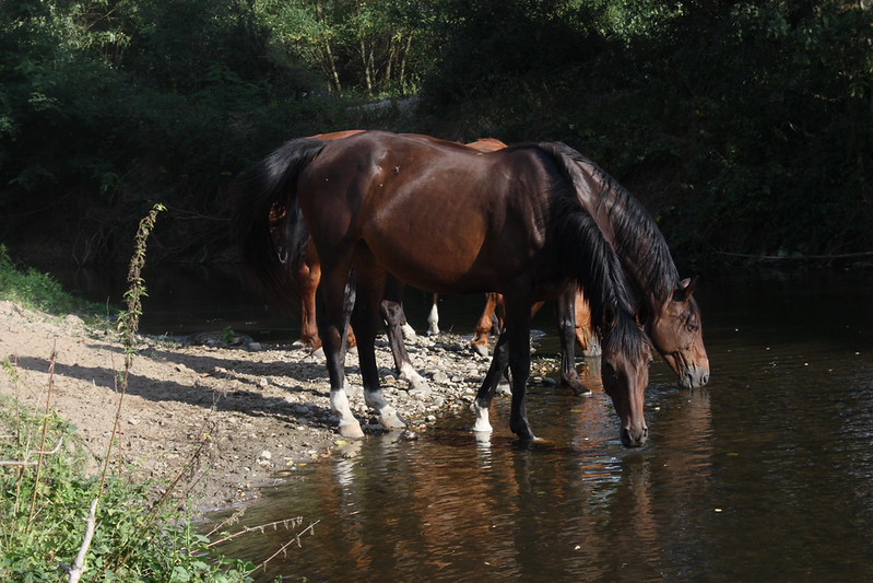 Two dark brown horses drinking out of a shallow pond, partially standing on a rocky path that enters directly into the pond. Leafy green trees are visible in the background and the water appears clear.